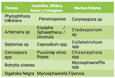 BLINDAX® - Imagen 2